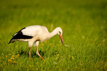 Fototapeta premium Bird White Stork Ciconia ciconia hunting time early spring in Poland europe
