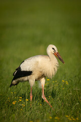 Bird White Stork Ciconia ciconia hunting time early spring in Poland europe