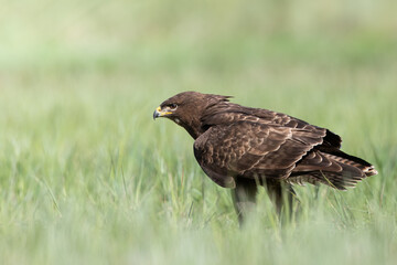 Common buzzard (Buteo buteo) in the fields, buzzards in natural habitat, hawk bird on the ground, predatory bird close up