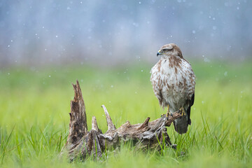 Common buzzard (Buteo buteo) in the fields, buzzards in natural habitat, hawk bird on the ground, predatory bird close up