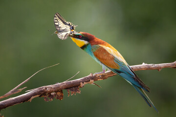 European Bee-Eater (Merops apiaster) perched on Branch near Breeding Colony. Wildlife scene of Nature in Northern Poland - Europe