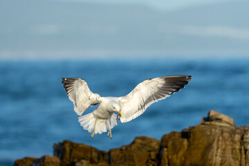 Kelp or Dominican gull (Larus dominicanus) landing on rocks along the Hermanus coastline. Whale Coast, Overberg, Western Cape, South Africa.