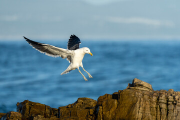 Kelp or Dominican gull (Larus dominicanus) landing on rocks along the Hermanus coastline. Whale Coast, Overberg, Western Cape, South Africa.