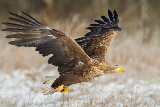 Aves Bilder Durchsuchen 242,009 Archivfotos, und
