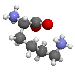 Lysine (Lys, K) amino acid, molecular model.