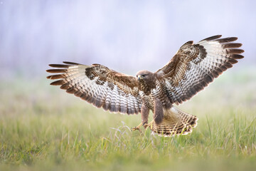 Common buzzard Buteo buteo in flight, buzzards in natural habitat, hawk bird on the ground,...
