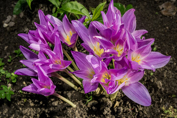 Giant Meadow Saffron (Colchicum speciosum) in garden