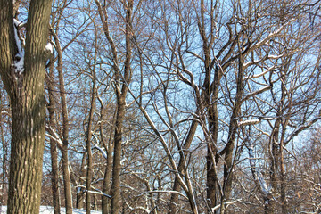 Tree branches in the snow against the blue sky.