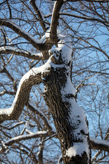 Tree branches in the snow against the blue sky.
