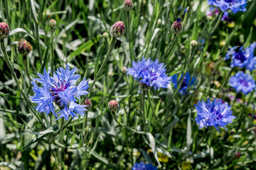 Cornflower (Centaurea cyanus) in garden