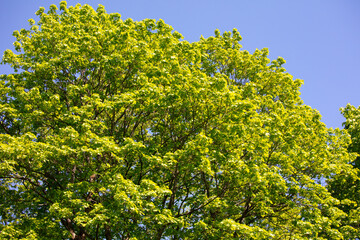 Green leaves on the trees in the park. Nature