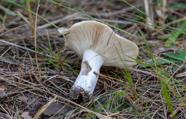Mushroom on the ground in the forest.