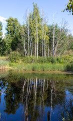 Obraz premium Birches grow near the lake