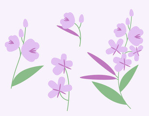 Set of fireweed design elements. Wildflowers in flat style.