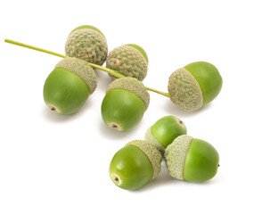 Common oak acorns