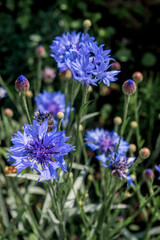 Obraz premium Cornflower (Centaurea cyanus) in garden