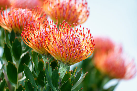Pincushion protea. Hermanus, Whale Coast, Overberg, Western Cape, South Africa.