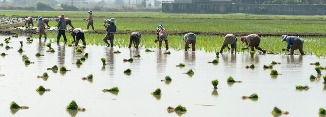 Traditional Method of Rice Planting.Rice farmers divide young rice plants and replant in flooded...