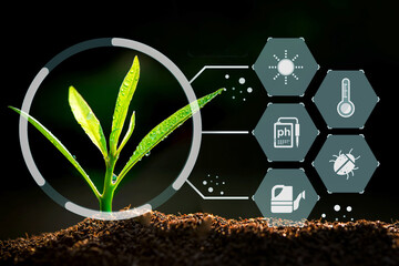 The Sapling are growing from the soil with sunlight with digital data information	