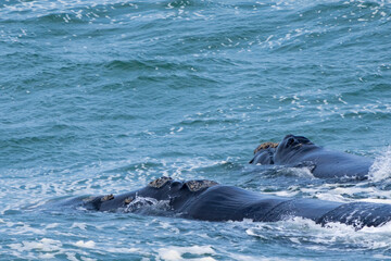 Obraz premium Southern right whale (Eubalaena australis) adult and calf showing callosities. Hermanus, Whale Coast, Overberg, Western Cape, South Africa.
