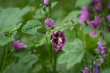 ウスベニアオイの花に深く頭を突っ込むハチ