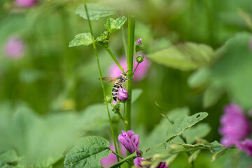 初夏のウスベニアオイを渡り飛ぶハチ