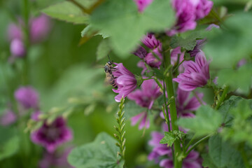 初夏のウスベニアオイに飛来するハチ