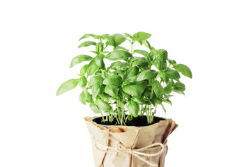 Fresh basil in a pot isolated on white background