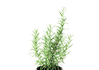 Fresh rosemary in a pot isolated on white background
