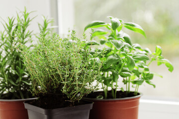 Fototapeta na wymiar fresh herbs in garden pots on the windowsill