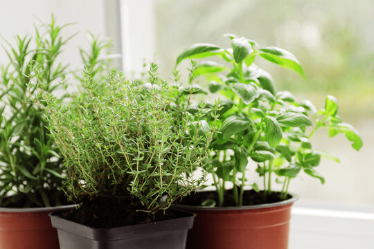 fresh herbs in garden pots on the windowsill