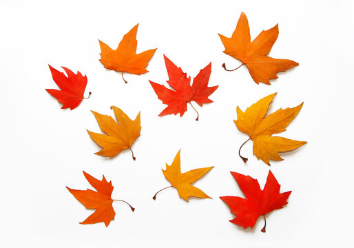 multicolored, red, yellow, orange autumn maple leaves on a white background, isolate
