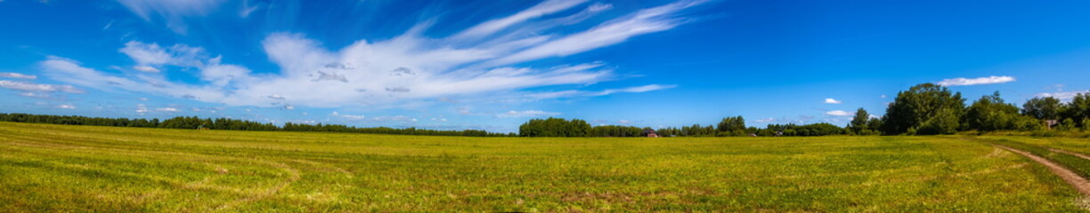 Fototapeta premium Summer landscape with a field, a strip of forest and a blue sky with white clouds