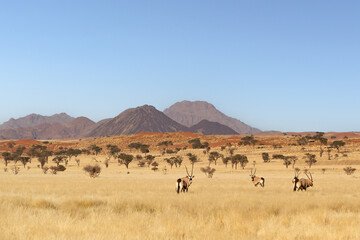 Desert landscape with acacia trees and posing herd of oryx in NamibRand Nature Reserve,  Namib, Namibia, Africa