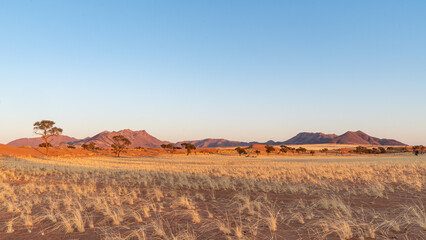 Sunrise in desert landscape with acacia tree, NamibRand Nature Reserve, Namib, Namibia