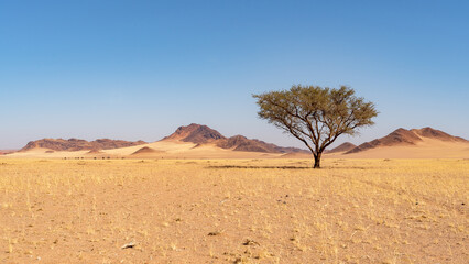 Desert landscape with acacia tree, , Namib-Naukluft national park, Namibia