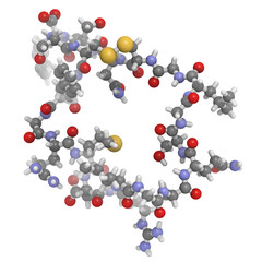 Atrial natriuretic peptide (ANP) or factor (ANF) molecule, chemical structure