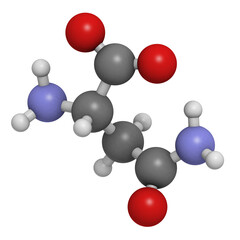 Asparagine (Asn, N) amino acid, molecular model.
