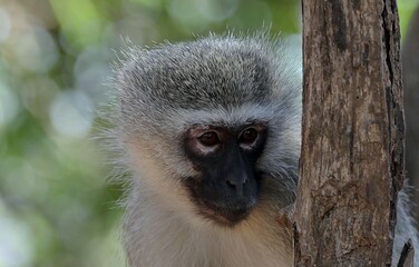 Monkey in the savana