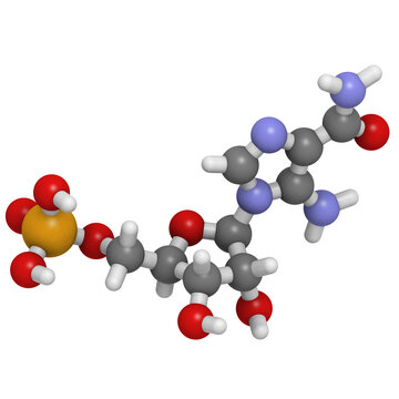 AICA ribonucleotide (Acadesine, AICAR, ZMP)