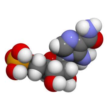 AICA ribonucleotide (Acadesine, AICAR, ZMP)