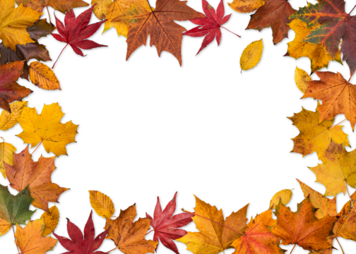 autumn leaves frame isolated