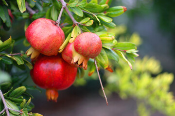 Fresh pomegranate on the tree. Selective focus.