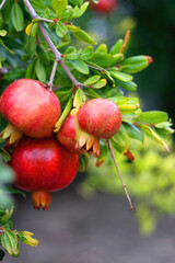 Obraz premium Fresh pomegranate on the tree. Selective focus.