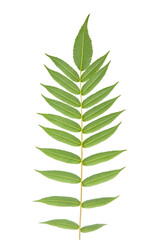 branch with leaves on a white background. vegetation and botany