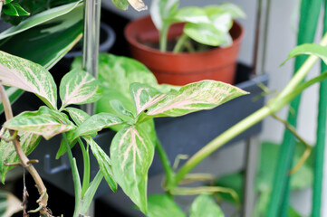 Tricolor Nephthytis,Syngonium podophyllum or ARACEAE or Syngonium  or pink leaf
