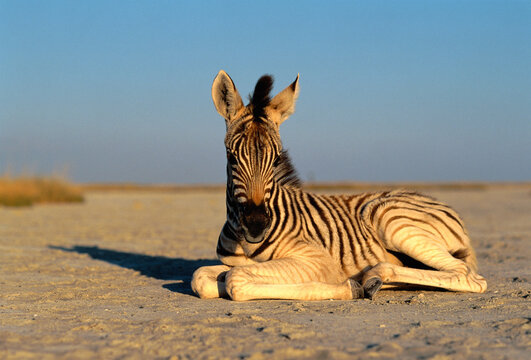 Portrait of Young Zebra Lying on Sand