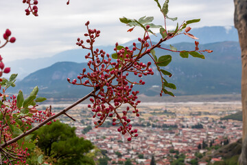 Selective focus on Pistacia terebinthus plant with red berries. Panoramic view on tourist town of Kalambaka, Meteora, Thessaly, Greece, Europe. Village is surrounded by the Pindus mountain range
