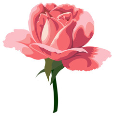 Elegant pink tiffany rose