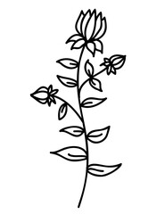 Plant illustration, outline decoration. PNG with transparent background.
